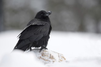 Hans Huckebein... Raven (Corvus corax) in the snow, largest native raven, raven-black with large