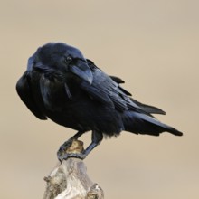 Odin's bird... Raven (Corvus corax), largest native songbird, curious and intelligent, typical