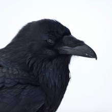 Raven (Corvus corax) in winter, detailed close-up, head portrait, Yellowstone area, nature in
