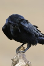 Odin's bird... Raven (Corvus corax), largest native songbird, curious and intelligent, typical