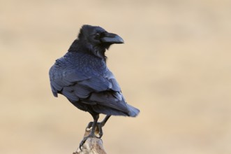 Raven (Corvus corax), clear, detailed shot of a raven on its exposed perch on a dead, dead tree,