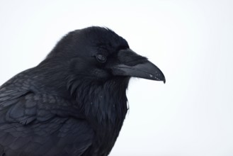 Raven (Corvus corax) in winter, detailed close-up, head portrait, Yellowstone area, USA, nature in