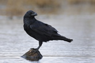 Always on the lookout... Raven (Corvus corax), Europe's largest raven stands on a tree stump in the