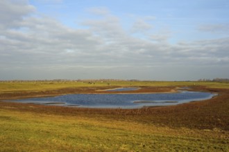 The tidal basin... Bislicher Insel, resting area for many migratory birds, roosting and resting