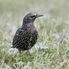 Starling (Sturnus vulgaris) in winter, sitting, standing in a meadow, in frosty grass, remnants of