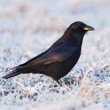 Raven crow, carrion crow (Corvus corone) in winter, cheeky look, sly bird, sitting on frosty frozen