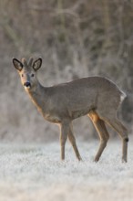 Roe deer (Capreolus capreolus), roebuck in winter, winter coat, velvet antlers, standing at the
