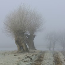 The way to the fields... Pollard trees (Bislicher Insel) on a cloudy, foggy day in winter, Lower