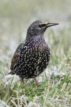 Starling (Sturnus vulgaris) in winter, sitting, standing in a meadow, in frosty grass, remnants of