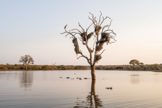 Still lake with reflection and dead tree full of bird nests, hippos (Hippopatamus amphibius), group