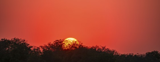 Red glowing sun setting behind trees, sunset, Kruger National Park, South Africa