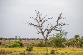 Dead tree in dry savannah landscape, Kruger National Park, South Africa