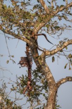 Skeleton of a dead eaten impala (Aepyceros melampus) hunted by a leopard hanging in a tree, Kruger