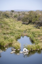African elephant (Loxodonta africana) in an idyllic river landscape, Kruger National Park, South