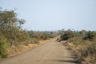 Gravel track through savannah overgrown with bushes, Kruger National Park, South Africa