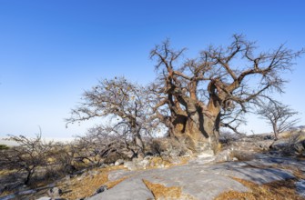 African baobab or baobab tree (Adansonia digitata), several trees, Kubu Island (Lekubu), Sowa Pan,