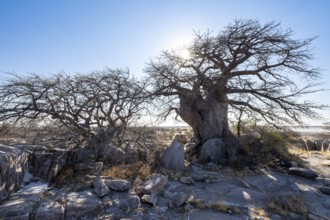 African baobab or baobab tree (Adansonia digitata), several trees with sun star, Kubu Island