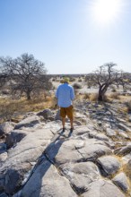 Tourist on a hill with baobabs, African baobab or monkey bread tree (Adansonia digitata), view over