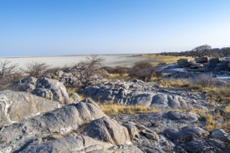 African baobab or baobab tree (Adansonia digitata), overlooking the salt pan, Kubu Island (Lekubu),