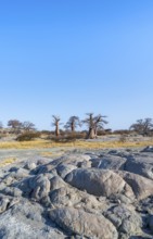African baobab or baobab tree (Adansonia digitata), several trees, Kubu Island (Lekubu), Sowa Pan,