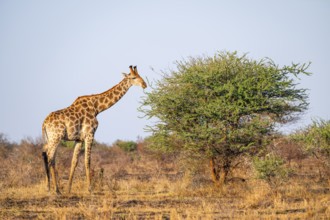 Cape giraffe (Giraffa giraffa giraffa) eating leaves of an acacia tree, in the savannah in the