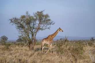 Cape giraffe (Giraffa giraffa giraffa) in the savannah, Kruger National Park, South Africa