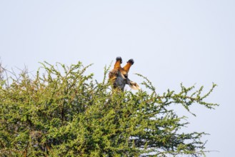 Cape giraffe (Giraffa giraffa giraffa) eating leaves of an acacia tree, animal portrait, Kruger