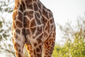 Cape giraffe (Giraffa giraffa giraffa) eating young leaves of an acacia tree, detail of the body