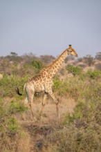 Cape giraffe (Giraffa giraffa giraffa) in the savannah in the evening light, Kruger National Park,