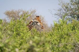 Cape giraffe (Giraffa giraffa giraffa) behind bushes, Kruger National Park, South Africa