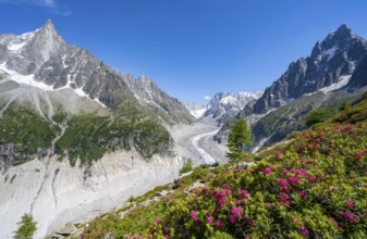 Picturesque mountain landscape with blooming alpine roses, imposing mountain peaks and glaciers,