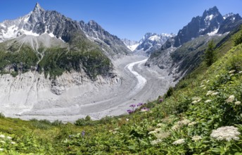 Picturesque mountain landscape with blooming alpine flowers, imposing mountain peaks and glaciers,