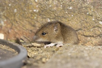 Brown rat (Rattus norvegicus) juvenile baby rodent animal emerging from a hole in an urban
