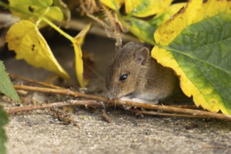 Brown rat (Rattus norvegicus) juvenile baby rodent animal feeding by an urban building, England,