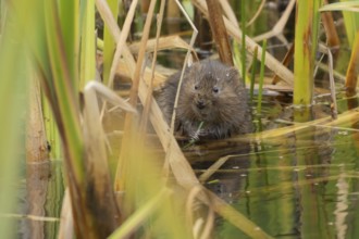 Water vole (Arvicola amphibius) adult rodent animal feeding amongst reeds in a pond in summer,