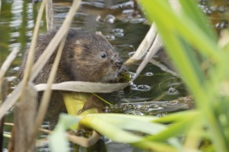 Water vole (Arvicola amphibius) adult rodent animal feeding on pond weed in a reedbed in summer,