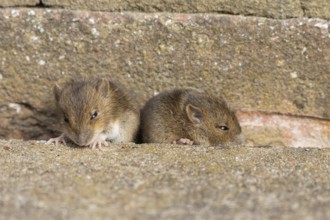 Brown rat (Rattus norvegicus) two juvenile baby rodent animals emerging from a hole in an urban