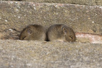 Brown rat (Rattus norvegicus) two juvenile baby rodent animals sleeping by a hole in an urban