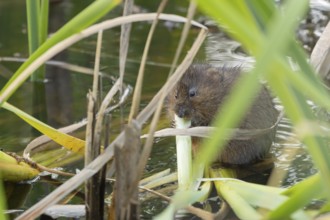 Water vole (Arvicola amphibius) adult rodent animal feeding on a reed leaf in a pond in summer,