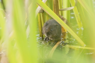 Water vole (Arvicola amphibius) adult rodent animal amongst reeds in a pond in summer, Suffolk,