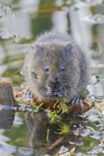 Water vole (Arvicola amphibius) adult rodent animal feeding on pond weed in a reedbed in summer,