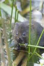 Water vole (Arvicola amphibius) adult rodent animal feeding amongst reeds in a pond in summer,
