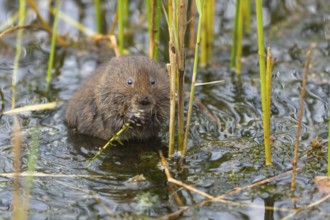Water vole (Arvicola amphibius) adult rodent animal feeding in a reedbed in a pond in summer,
