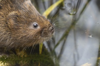 Water vole (Arvicola amphibius) adult rodent animal head portrait, Suffolk, England, United Kingdom