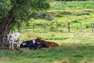 Cattle in the shade of a tree in a farm pasture in the interior of the state of Minas Gerais, Minas