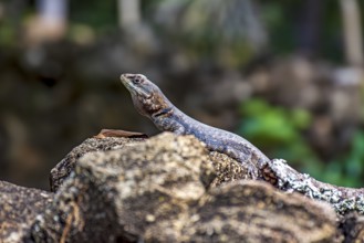 Small lizard common in Brazil sunbathing on rocks, Minas Gerais, Brazil