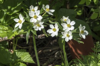 Narcissus anemone (Anemone narcissiflora), also known as Narcissus anemone, Oberstdorf,