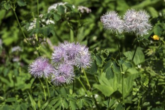 Greater meadow-rue (Thalictrum aquilegiifolium), also known as Amstel's rue, Oberstdorf,