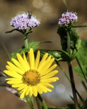 Doronicum pardalianches (Doronicum pardalianches), Oberstdorf, OberallgÃ¤u, AllgÃ¤u, Bavaria,