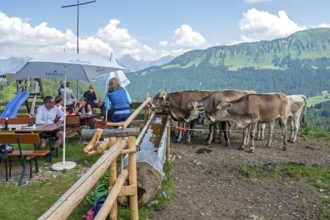 Cattle on the terrace of the Osterberg Alpe, between Tiefenbach and Riezlern, OberallgÃ¤u, AllgÃ¤u,